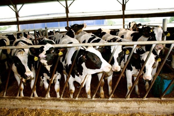 The Farming of Great Content Part 2